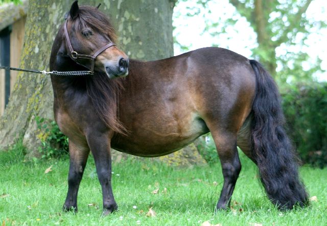 Poney Shetland à Vendre Ou à Donner