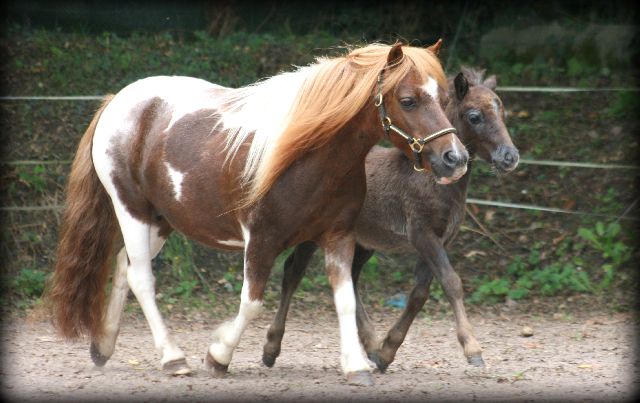 Poney Shetland à Vendre Ou à Donner
