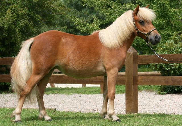 Poney Shetland à Vendre Ou à Donner